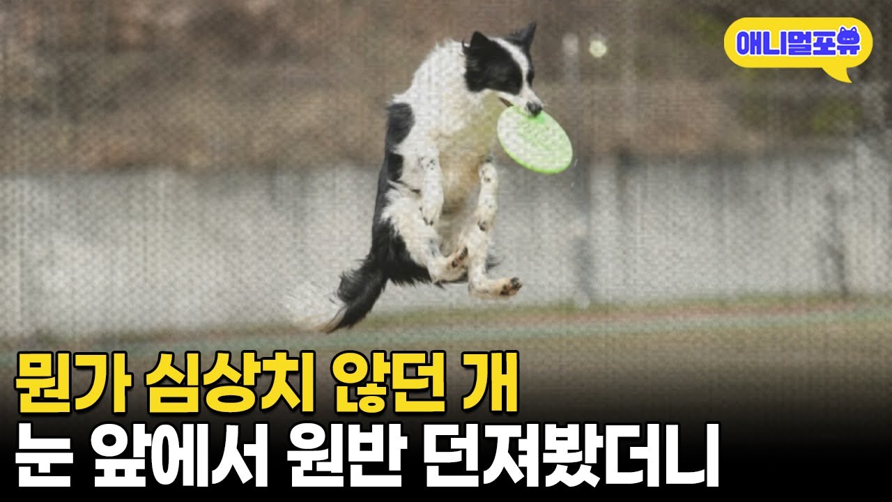 어릴 때부터 뭔가 남다르던 강아지, 알고보니 전국 대화를 휩쓴 천재견이었다 I KBS 동물극장 단짝 231007 방송