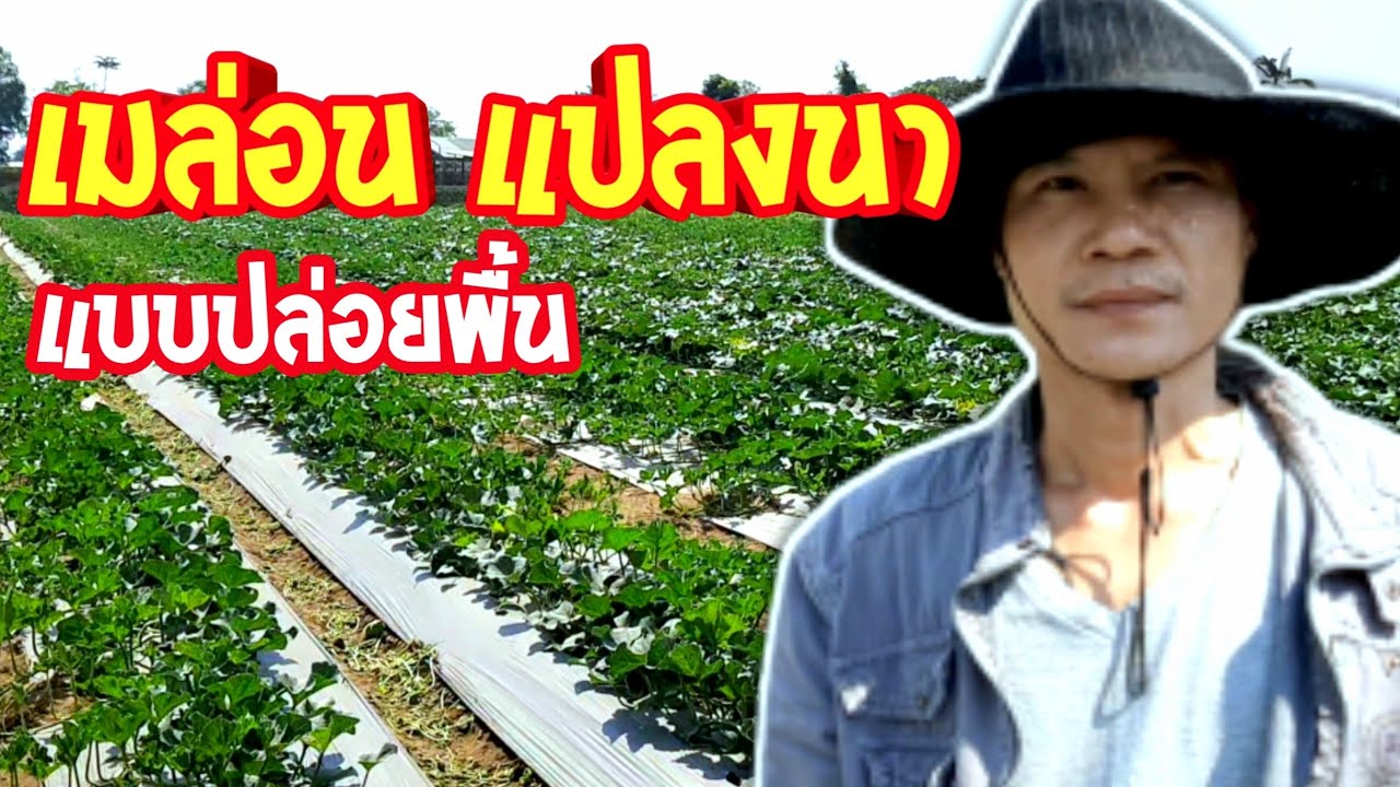 หนุ่มปลูกเมล่อนแบบปล่อยกับพื้นในแปลงนาหลังเก็บเกี่ยว สร้างรายได้งามในทุกๆปี