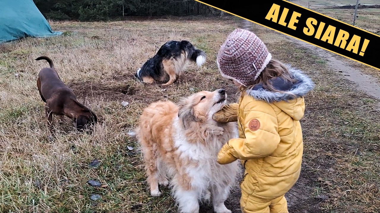 Ale siara!