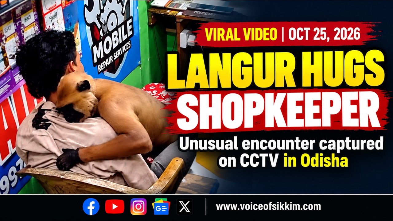 Langur Hugs Shopkeeper in Viral CCTV Video from Odisha