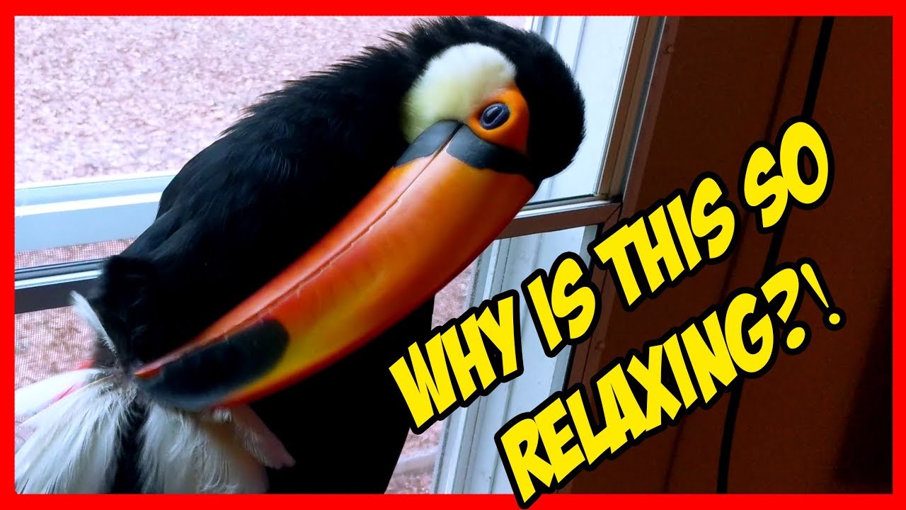 Toucan Preening Her Feathers is ODDLY Relaxing!!! (ASMR?!)