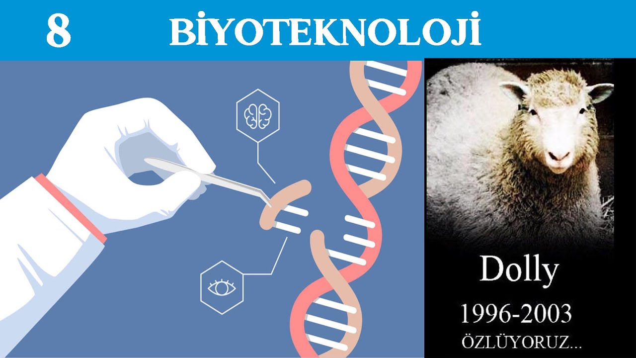 BİYOTEKNOLOJİ, GENETİK MÜHENDİSLİĞİ, GDO VE YAPAY SEÇİLİM (8. SINIF LGS)