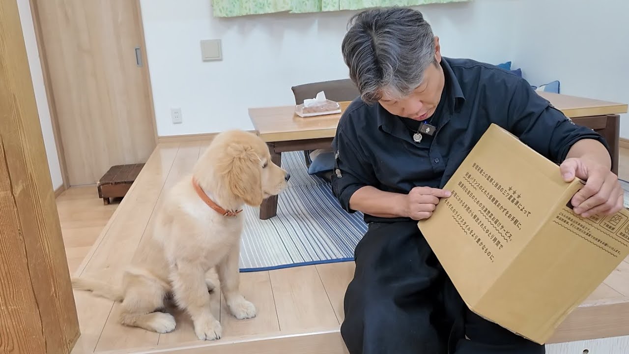 病気の治療が終わり元気になった子犬に届いた衝撃の贈り物！【Golden Retriever japan】