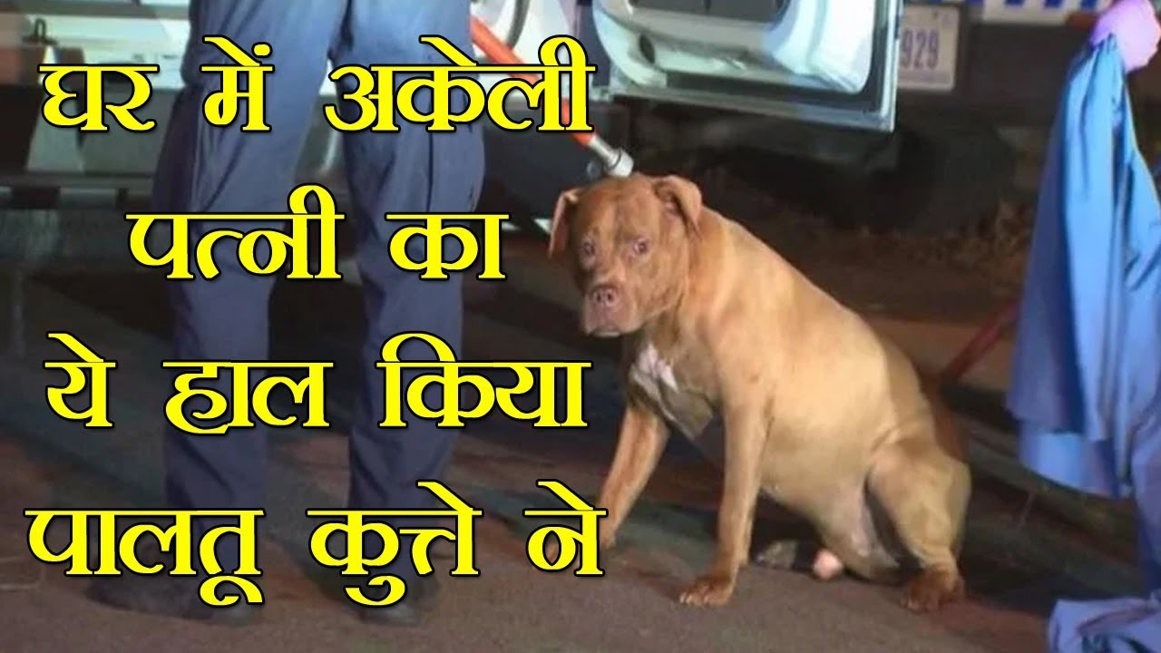 घर में पत्नी और कुत्ते को अकेला छोड़ गया था पति, घर लौटा तो होश उड़ गए