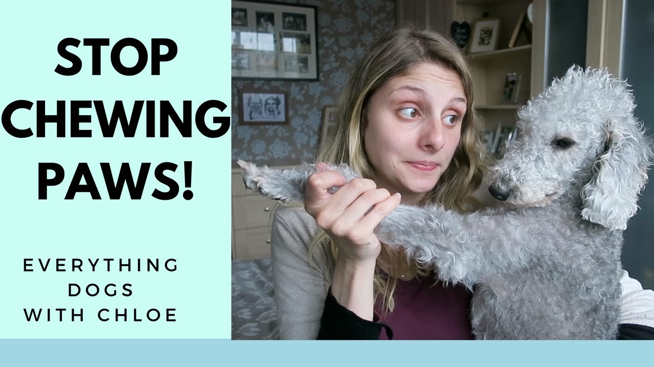 HOW TO STOP DOG CHEWING PAWS - DOG PRODUCT REVIEW