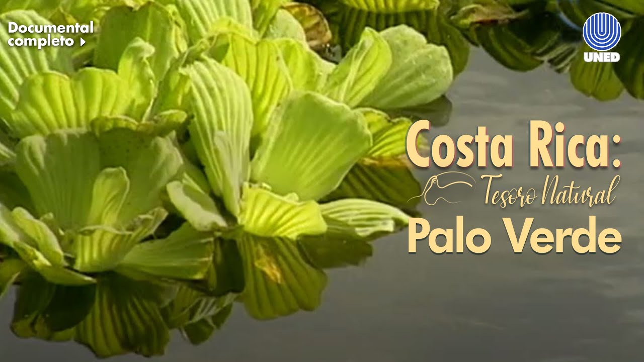 Tesoro Natural: Parque Nacional Palo Verde