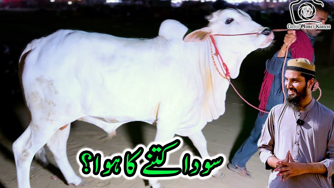 Serious Bargaining & SODA | Northern Bypass Cow Mandi | Cattle Market Karachi