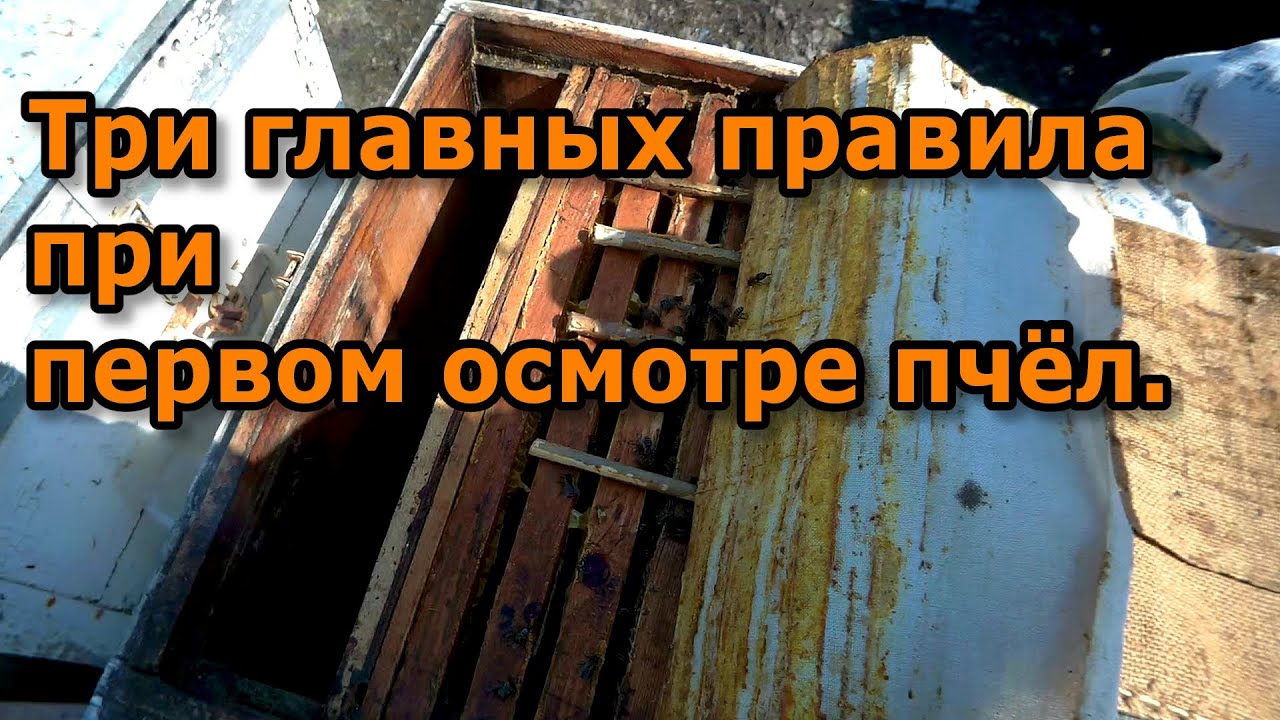 3 главных правила при первом осмотре пчёл.