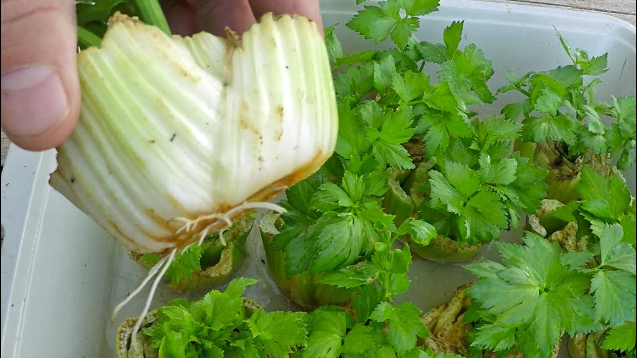 The Absolute Easiest Way To Regrow Celery From Store Bought Stalks