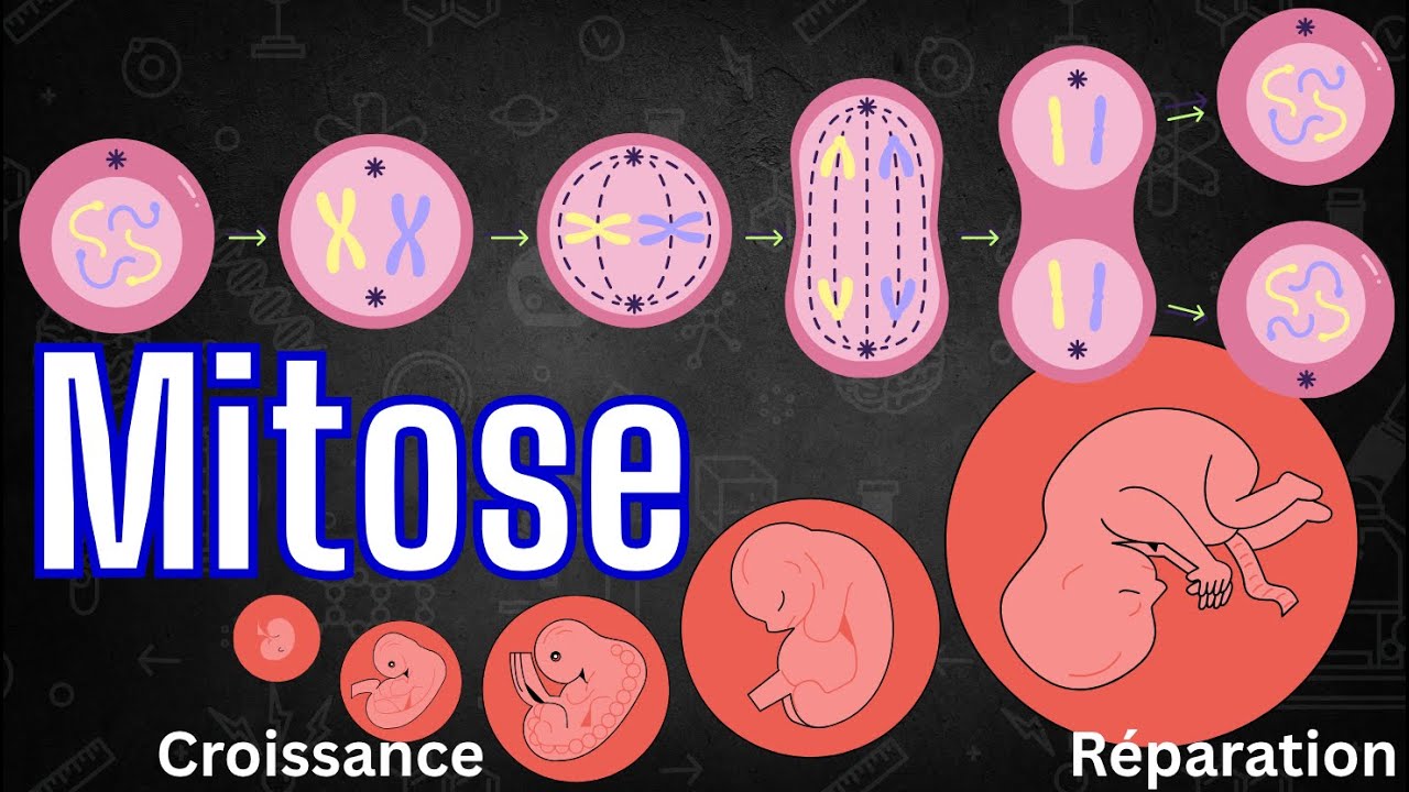 La mitose