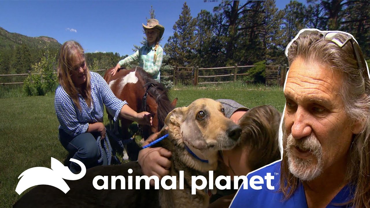 Casos médicos que conmovieron al Dr. Jeff | Dr. Jeff, Veterinario | Animal Planet