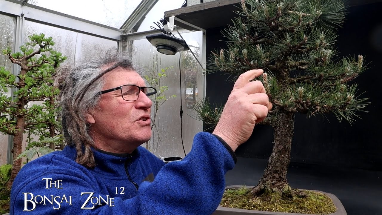 Work on My Austrian Pine and Pink Pixie Bougainvillea, The Bonsai Zone, April 2025
