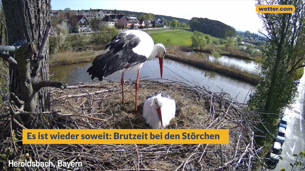 Brutzeit bei den Störchen: So seht ihr die Jungstörche schlüpfen