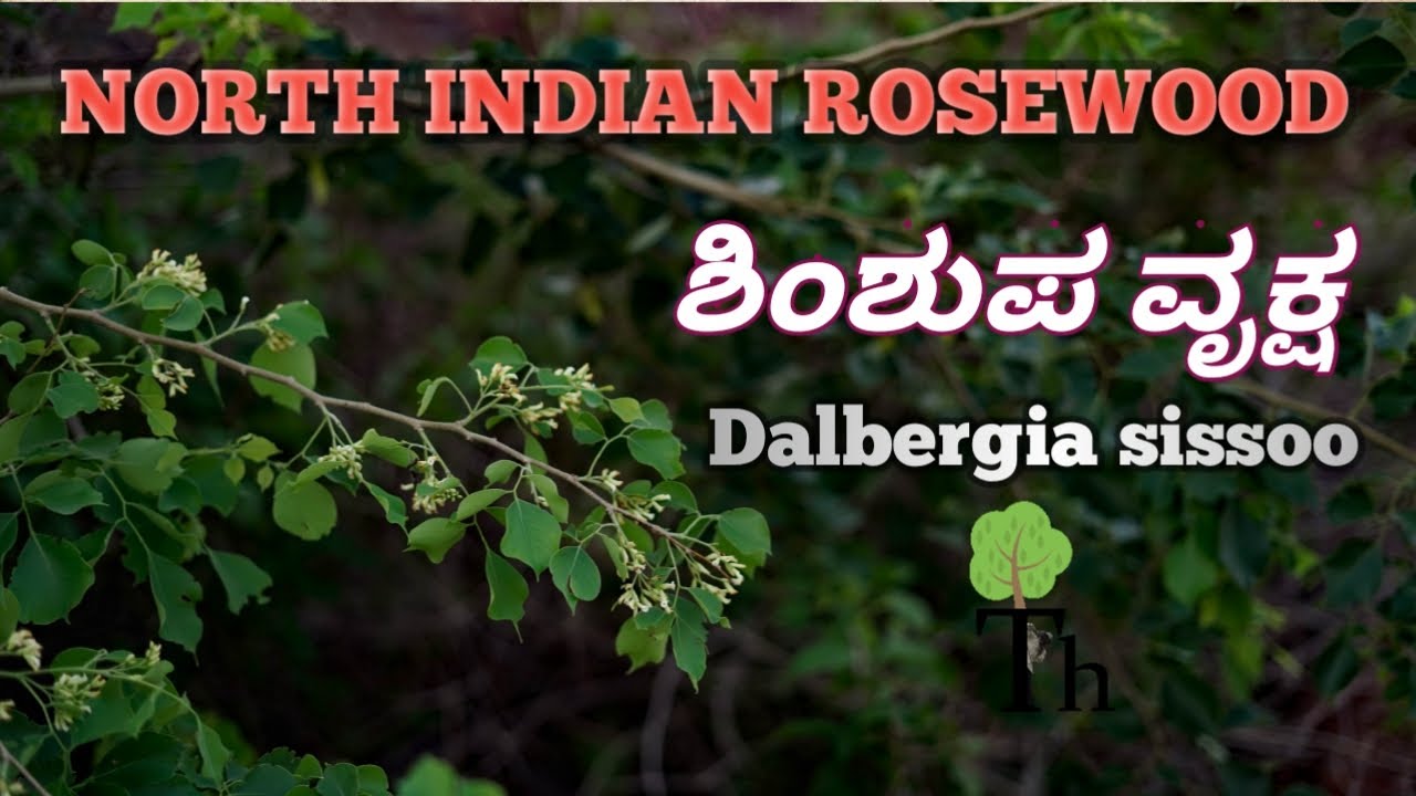 ಶಿಂಶುಪ / North Indian Rosewood / Dalbergia sissoo