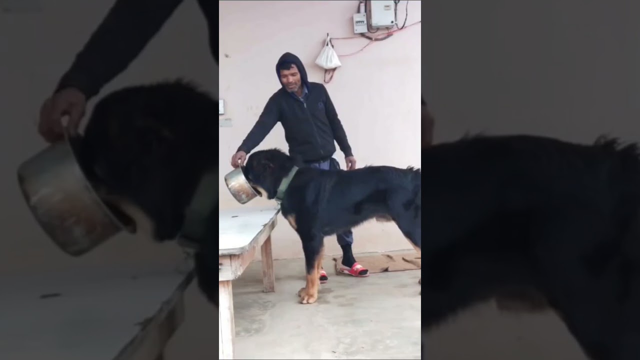 gaddi dog Moti 1.5 year age big size 