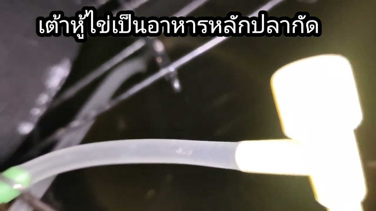 บูมเร็วมาก 😲