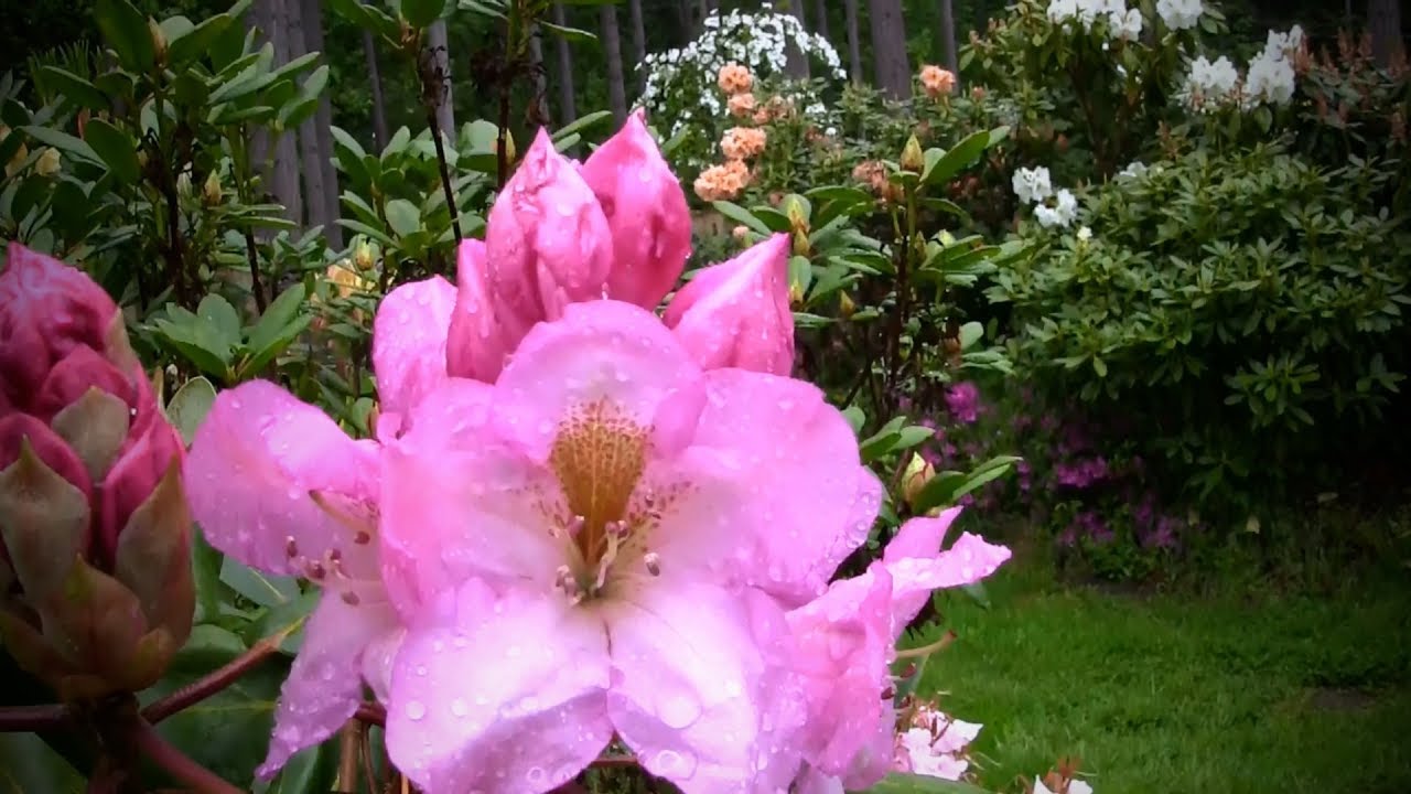 Take a Walk Through my Landscape and See all the Rhododendrons Blooming
