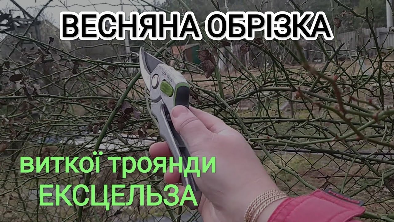 Весняна обрізка виткої троянди Ексцельза