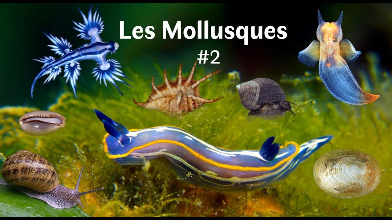 Les Mollusques (Partie 2/3) - Gastéropodes & Cie (Zoologie)
