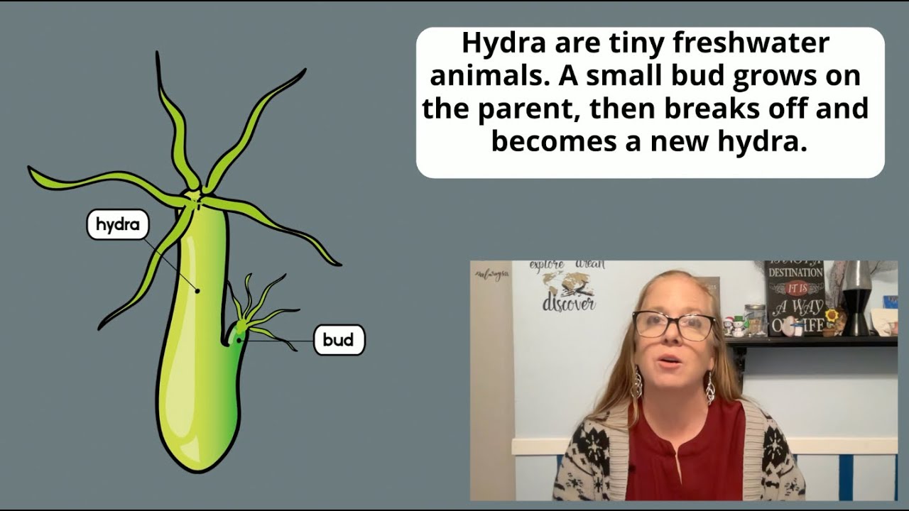 How Do Organisms Use Budding to Reproduce Asexually?