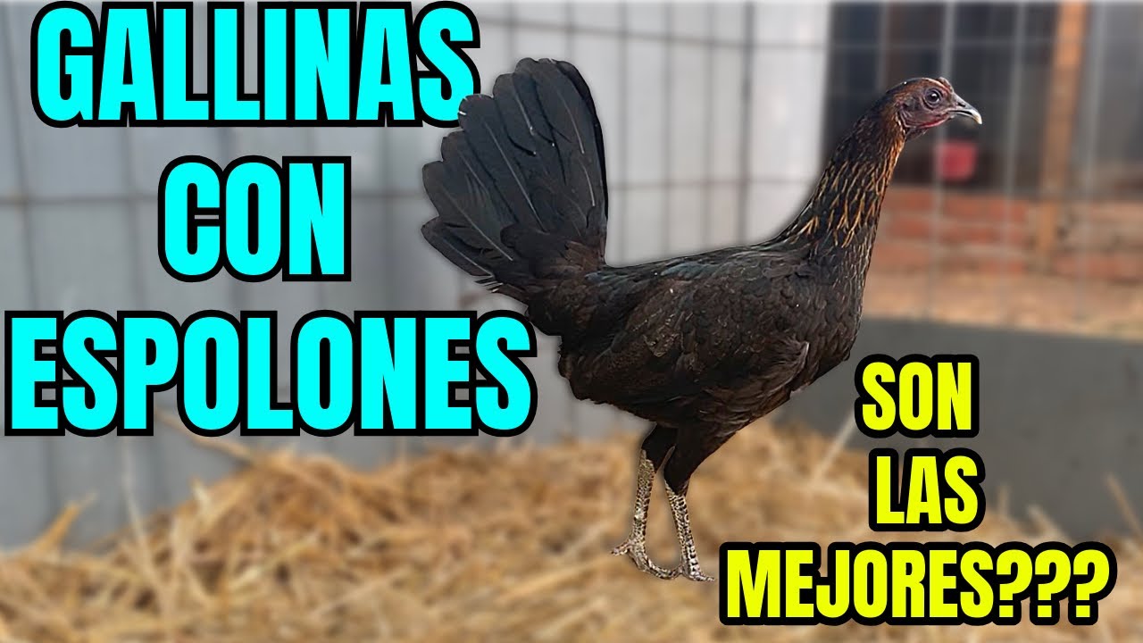 GALLINAS CON ESPOLON... LAS MEJORES???