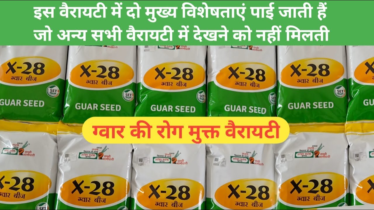 X 28 Guar seed | Shakti Vardhak Hybrid Seeds | ग्वार की रोग मुक्त वैरायटी | Guar best verity |