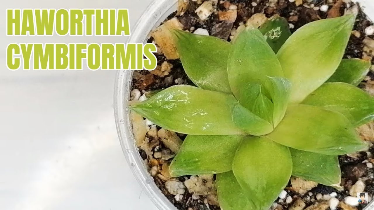 suculentas haworthia cymbiformis donsuculento