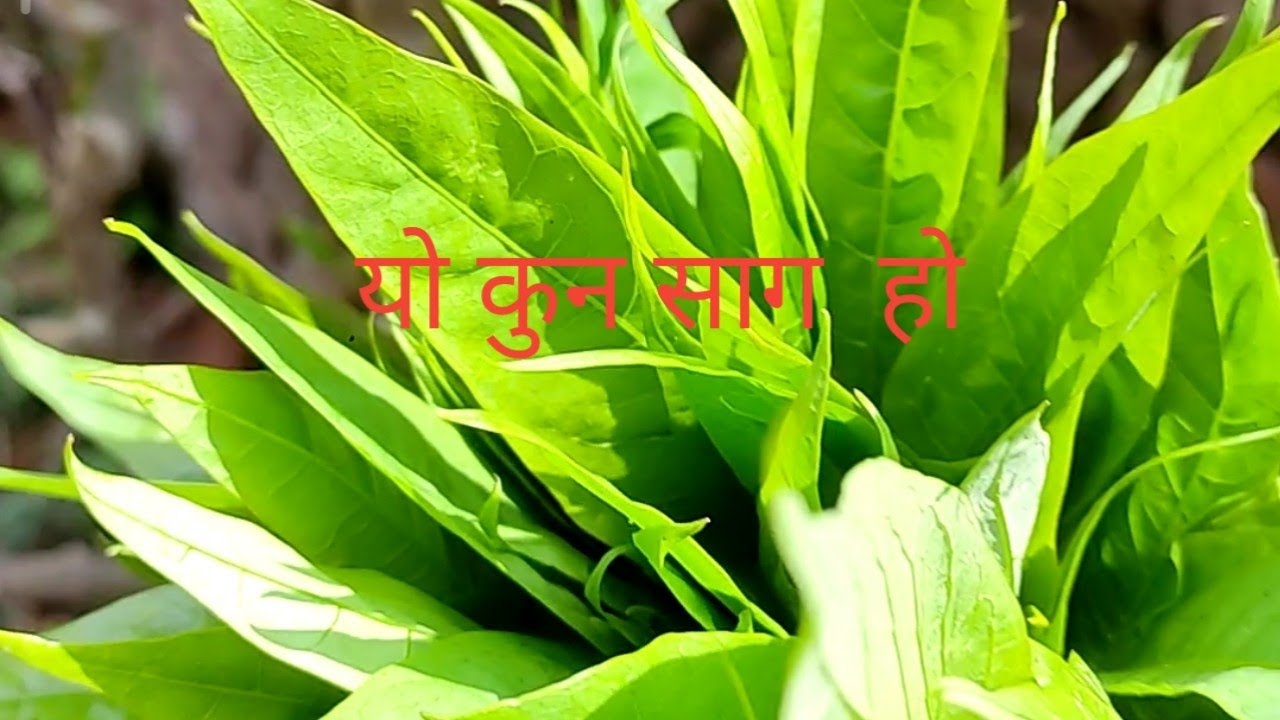 प्रेसर को औषधि सिप्लिघन को बोट कस्तो हुन्छ ?.यसलाई कसरी खाना सकिन्छ ।