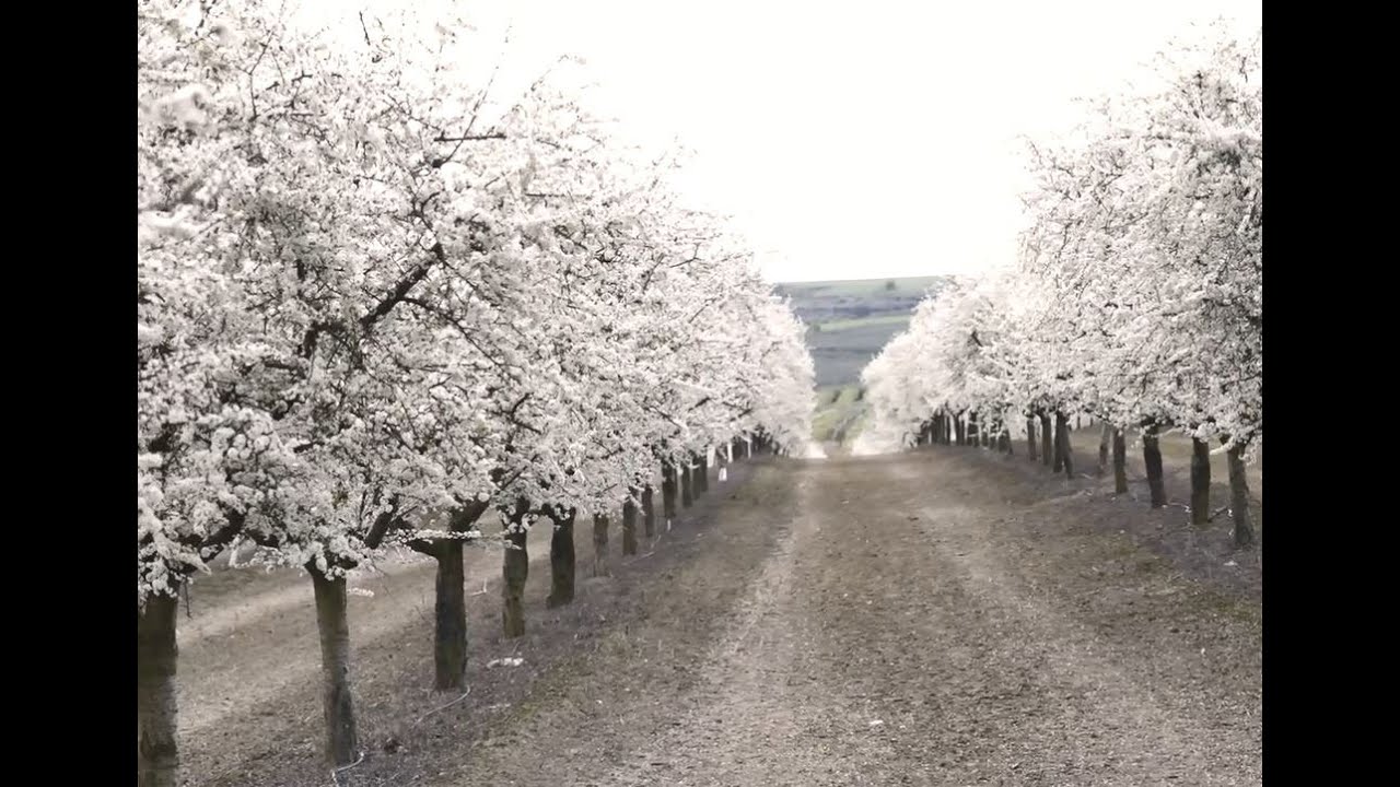 IG Pacharán Navarro: La floración del endrino