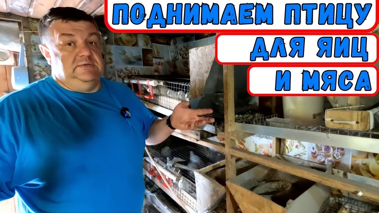как мы кормим кур