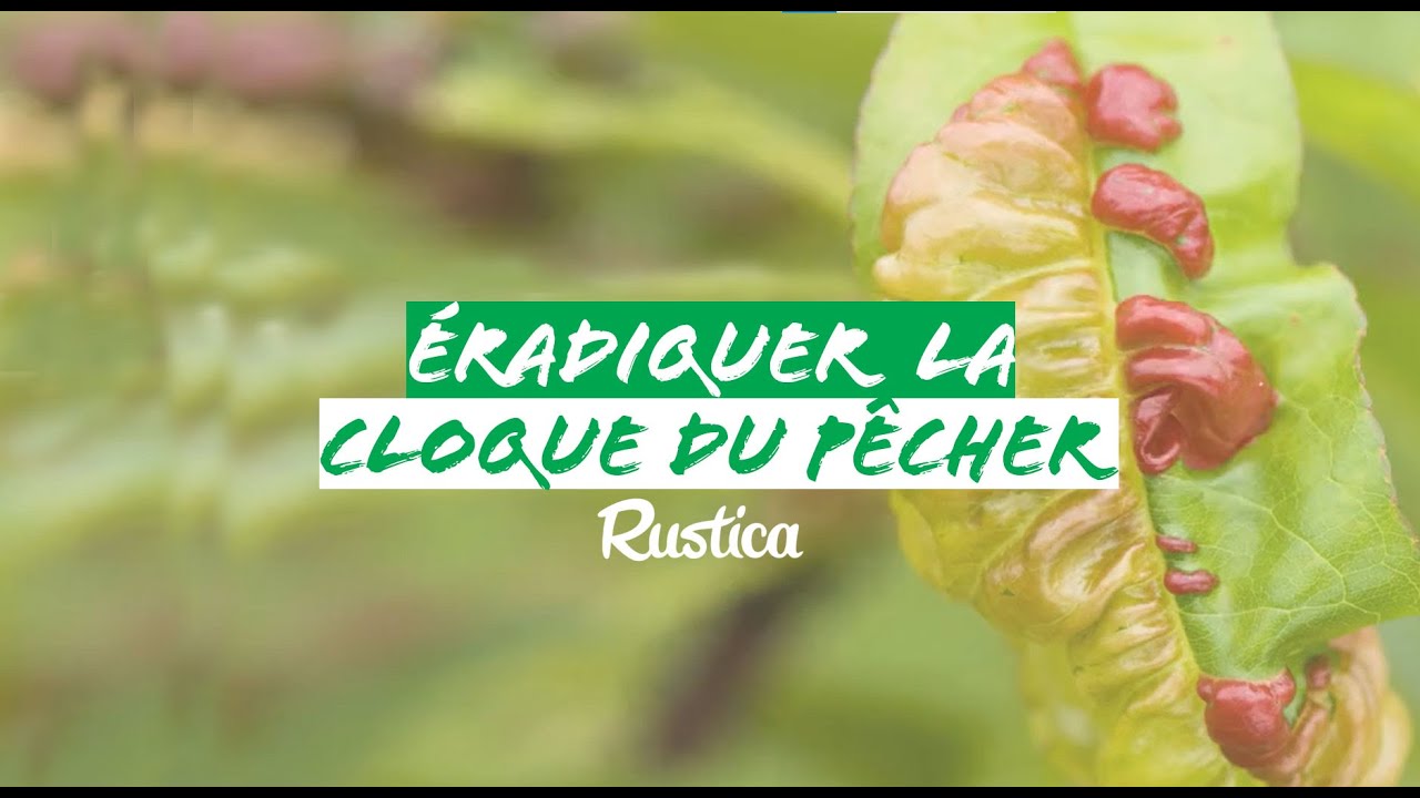 Comment éradiquer la cloque du pêcher naturellement