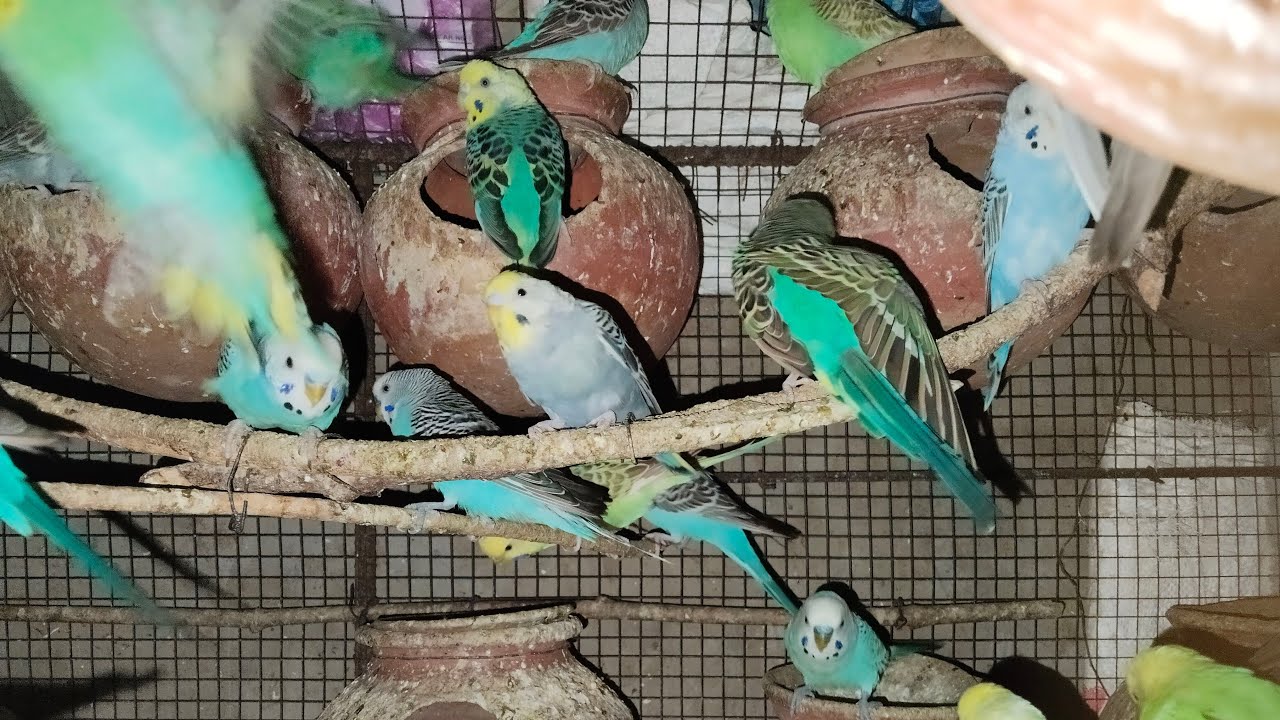 Ravi Birds is live!🤩