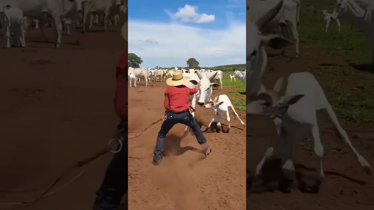 #bezerros #cow #nelore #nelorepintado #boiadeira #boi #vacadeleite #farming #animal #agropecuaria