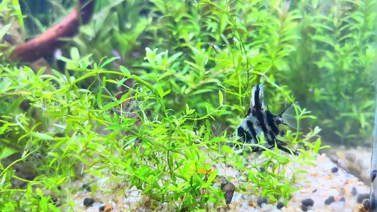 Natural Aquarium Environment 