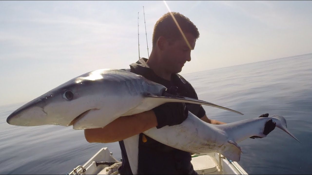 Shark Fishing In A Small Boat - Blue Shark Fishing Cornwall