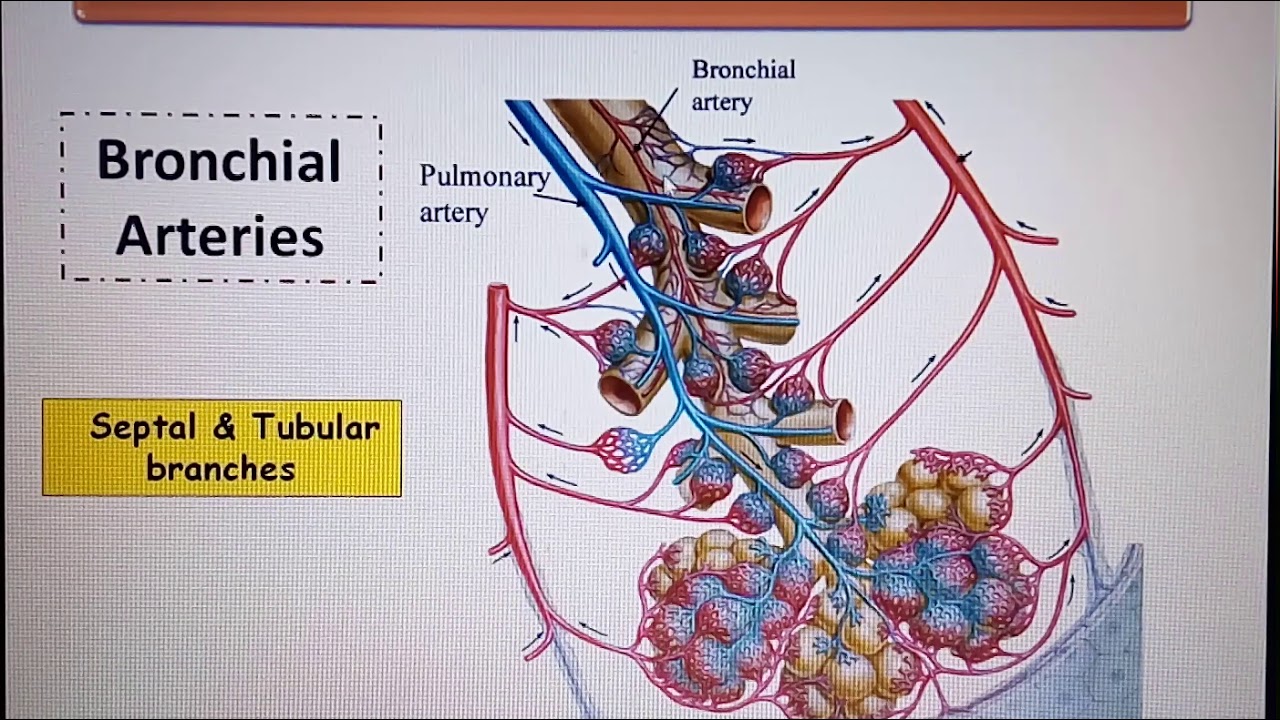Blood Supply of Lungs