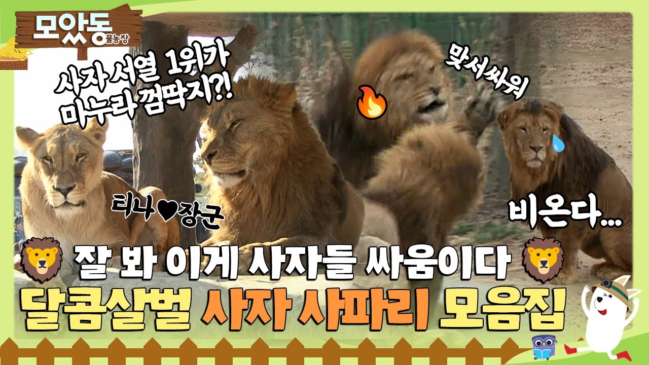 [#모았동물농장] 🦁서열 싸움🔥부터 사랑 싸움❤️까지 달콤 살벌 으르렁 사자 사파리🦁 모음집 #TV동물농장 #AnimalFarm #SBSstory