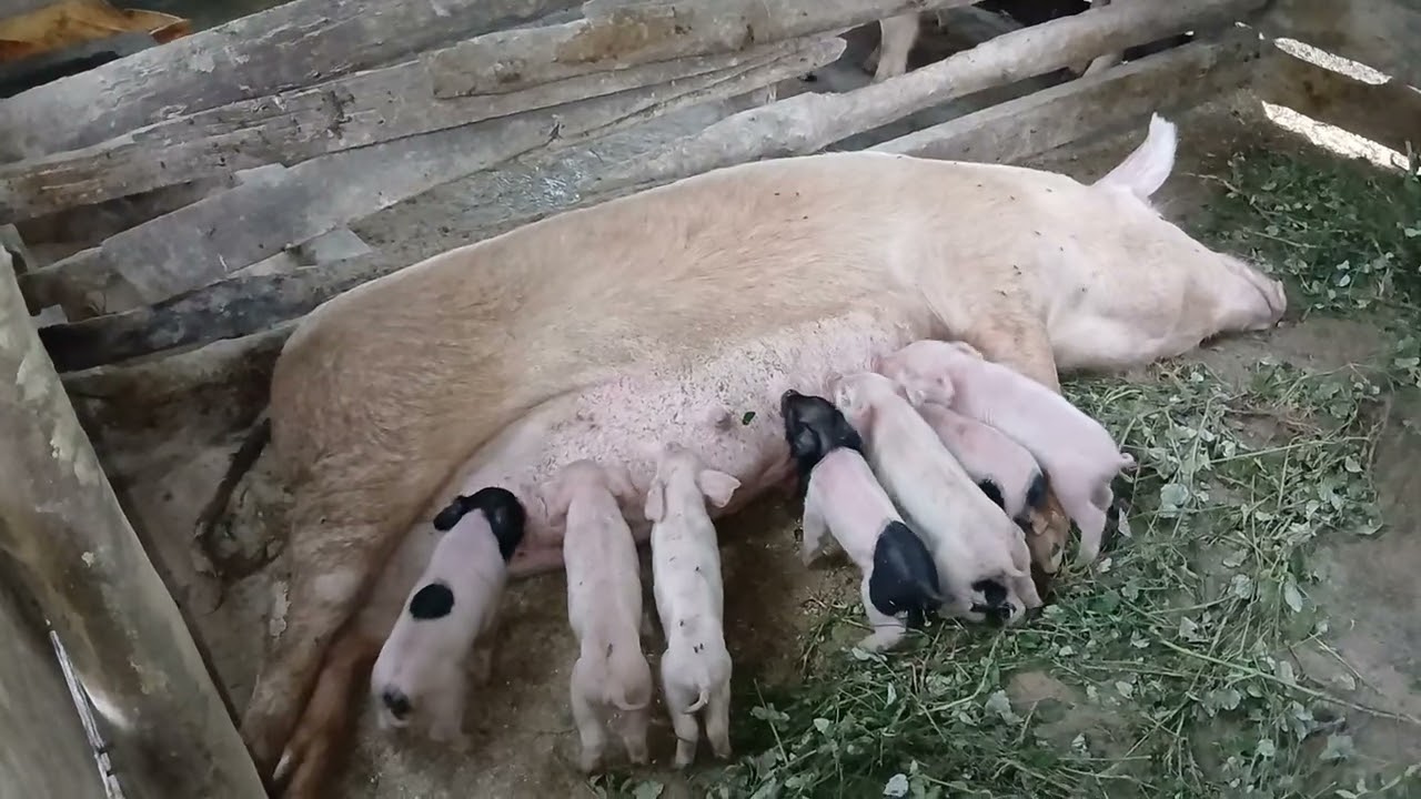 Huge profit in Pig Farming / Njia ya kupata faida kubwa kwenye ufugaji wa nguruwe
