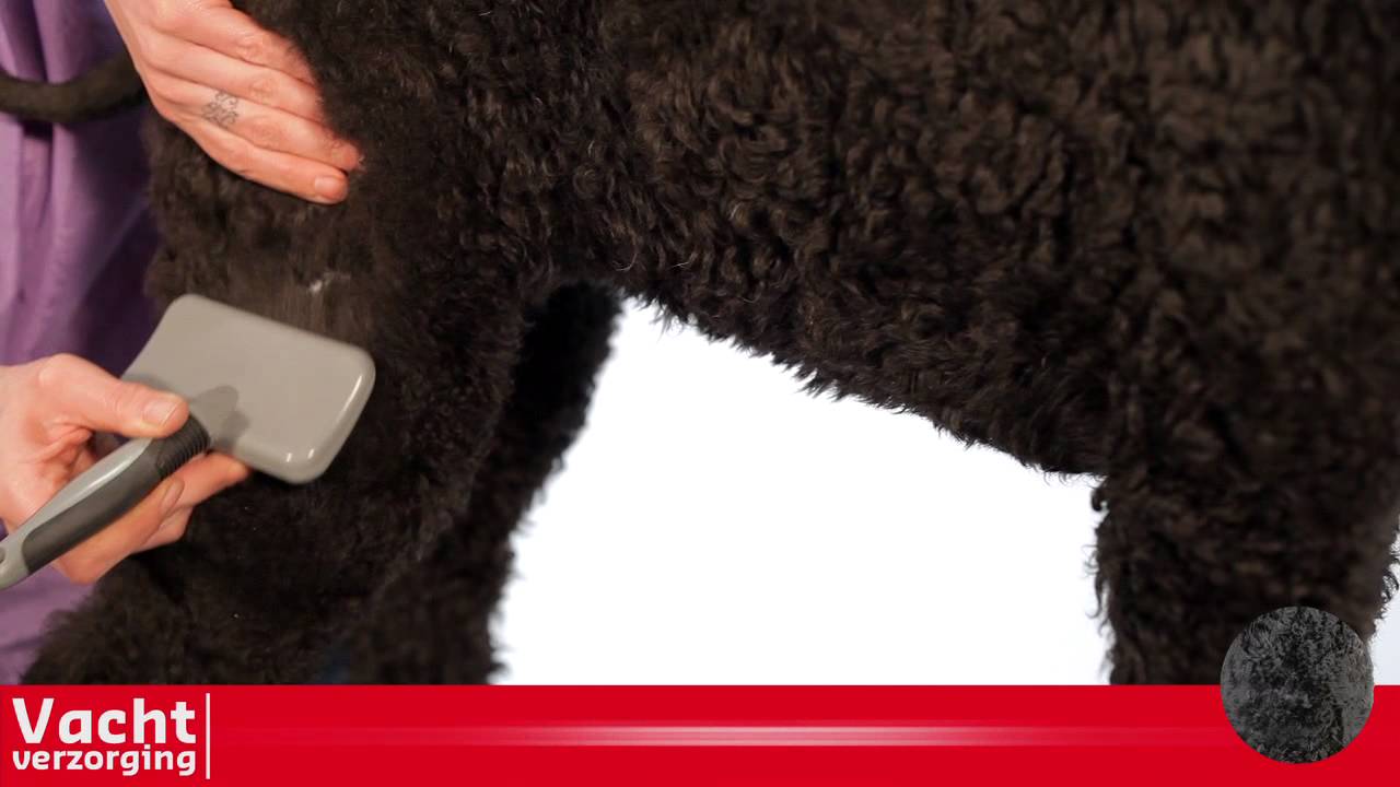 Vachtverzorging van honden met krul-  of kroeshaar