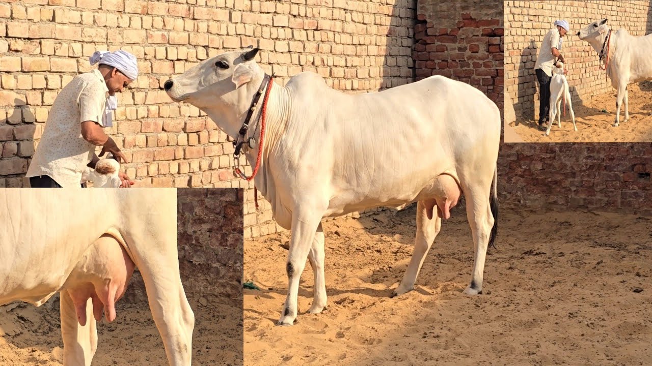 🌟2#Teeth दुध और सुन्दरता#का लाजवाब##मिश्रण👍Excellent#Beaty OF Haryana Breed 🙏