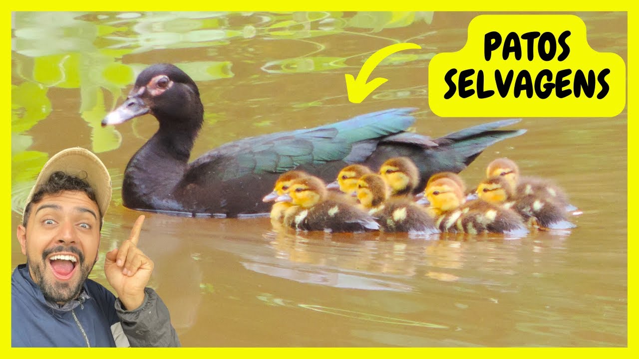 FLAGRA ! Pata Selvagem Cheia de Patinhos no Lago do Sítio | Gutejando