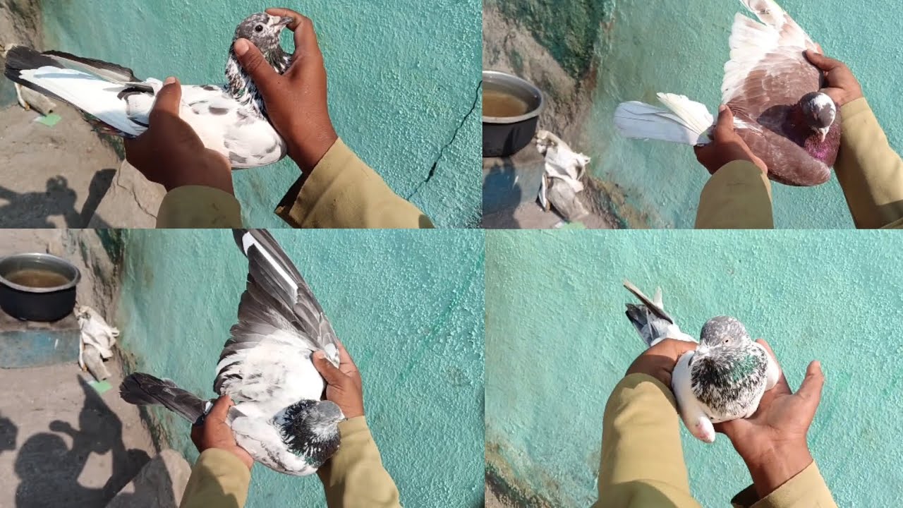 sangamner pigeon 🕊️kabutar videos
