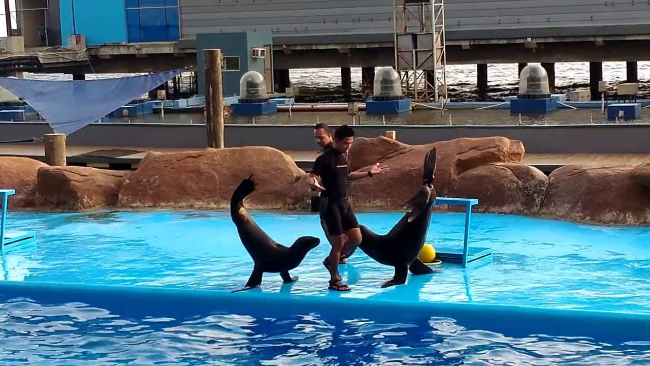 Manila Ocean Park - Sea Lion Show  04/26/2016