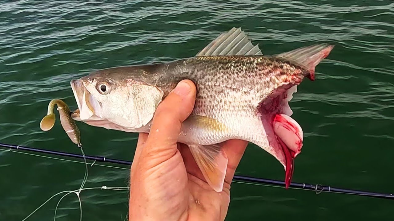 New Scented Lure Out-Fished Gulp 2:1! Then Monster Blues Attacked!