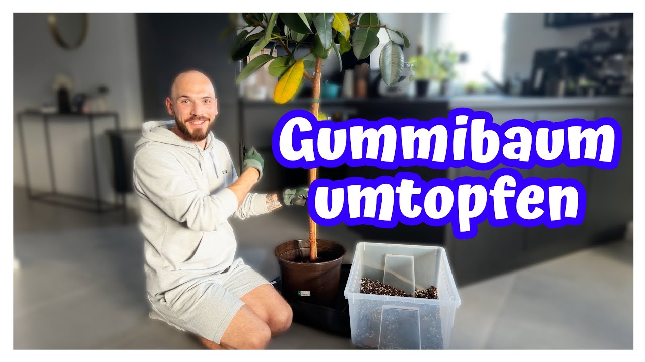 Meine Blätter werden gelb, Hilfe?! 🍃🍂