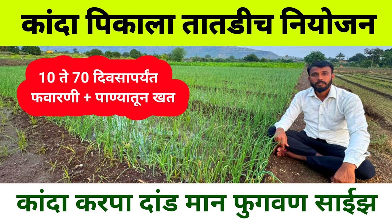 कांदा पिकाला तातडीची फवारणी | कांदा करपा दांड मान फुगवण | kanda favarni | कांदा पिक नियोजन | pyaj 