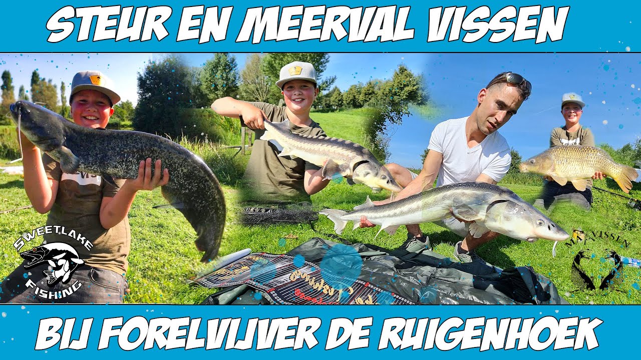 STEUR & MEERVAL VISSEN BIJ FORELVIJVER DE RUIGENHOEK ft MAXVISSEN