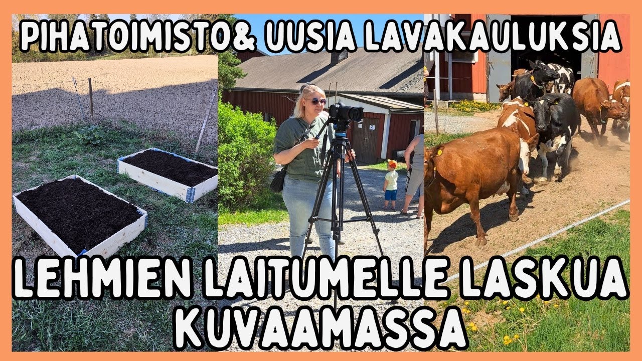 Nyt nautitaan auringonsta / Lehmien laitumelle lasku -tapahtuma / Puutarhahommat jatkuu