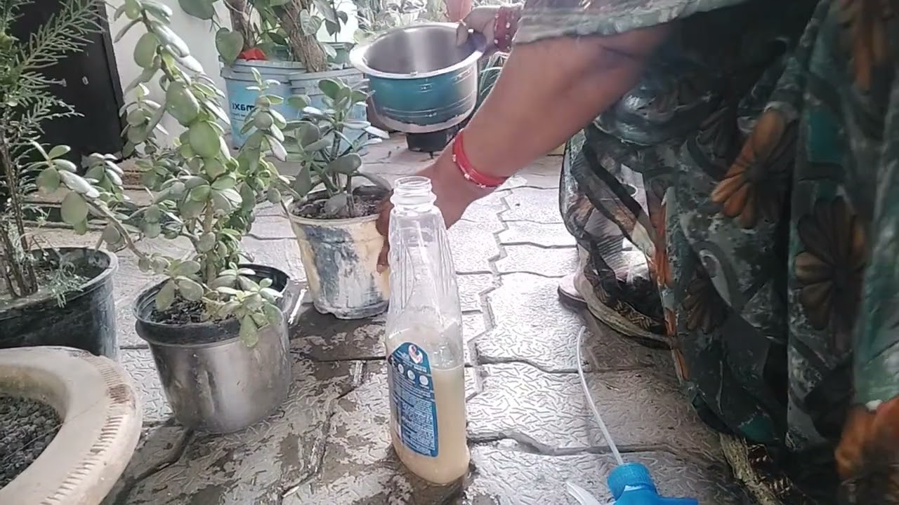 Krishula aur Jet plant mein Aisa Kya dalen Jo unki growth Ho