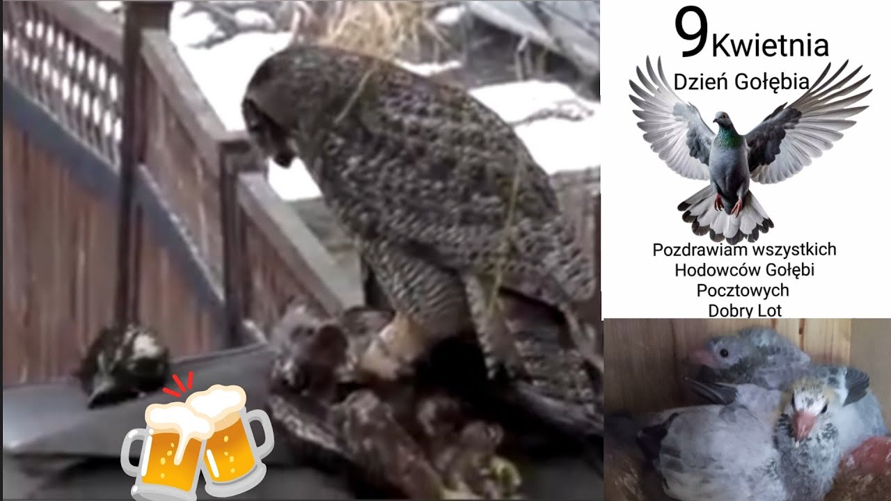 Moja nowa Sowa poluje na Jastrzębie i chroni gołębie:)